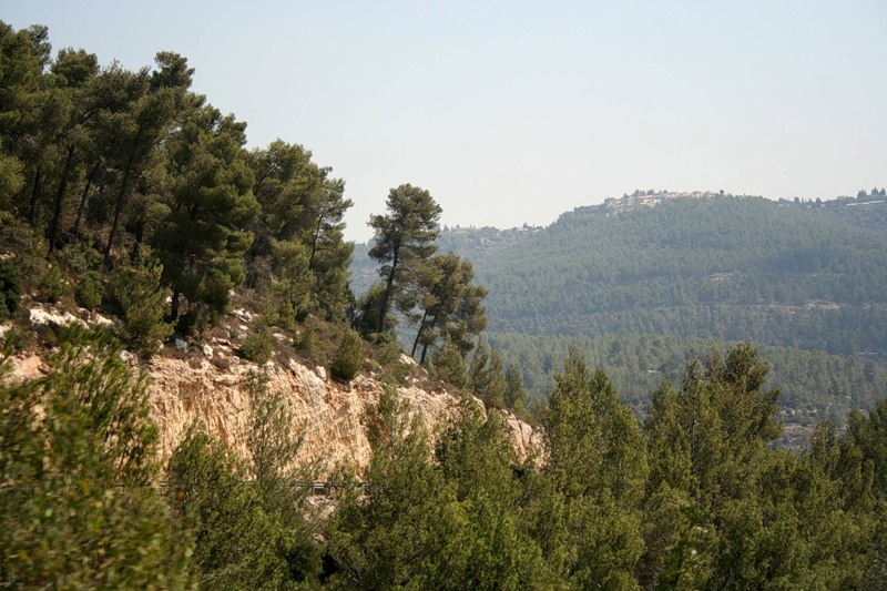 Кедровый лес.